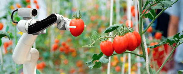 Funding Opportunity for SBIR: Phase II. Image of robot picking tomato courtesy of Adobe Stock.