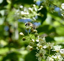 A Penn State study found that the andrenid bee is the most important pollinator of black cherry, courtesy of Penn Stats’s Rachel McLaughlin.