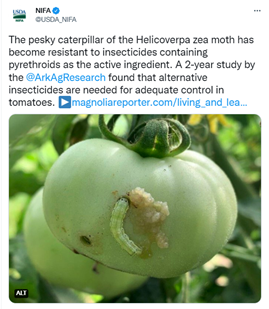 The Helicoverpa zea moth has become resistant to insecticides, U of A Cooperative Extension Service found alternative insecticides are needed.