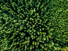 Aerial forest view, courtesy of Adobe Stock.