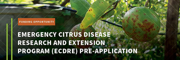 Funding Opportunity: Emergency Citrus Disease Research and Extension Program. Image of limes on tree, courtesy of Adobe Stock.