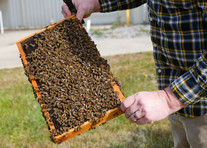 USDA entomologist Michael Simone-Finstrom holds a frame from a beehive. Image courtesy of LSU AgCenter’s Olivia McClure.