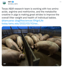 Tweet of Texas A&M University research