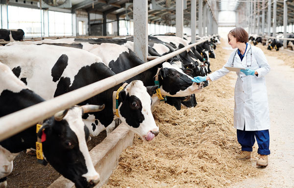 Funding opportunity for the VSGP program. Female veterinarian examining dairy cows, courtesy of Adobe Stock. 