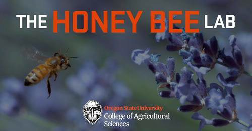 Helping the Honey Bee at the Honey Bee Lab graphic, courtesy of Oregon State University. 