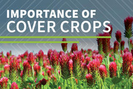The importance of cover crops graphic, courtesy of NIFA. 