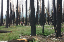This California forest burned at high intensity, courtesy of Jessica Miesel.