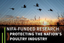 Protecting the Nation’s Poultry Industry graphic, courtesy of NIFA.