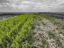 A field of Pennycrest in an Illinois State University trial. Photo courtesy of Illinois State University.
