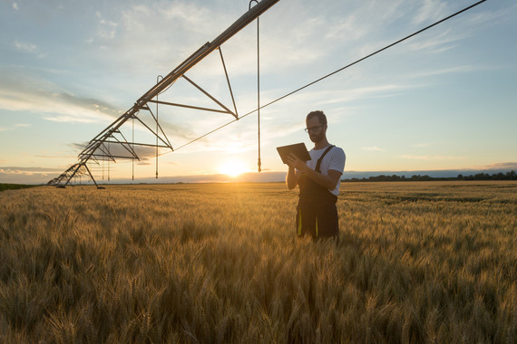 Farmer in Wheat Field with Tablet