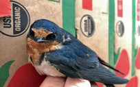 Barn swallows were considered a "gold star" bird for benefiting farms in a study from UC Davis. Photo courtesy of Elissa Olimpi/UC Davis.