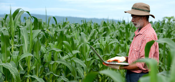 Farmer use digital tablets in a corn field, courtesy of Adobe Stock.