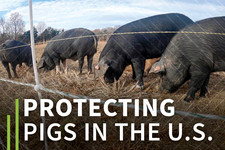 Protecting Pigs
