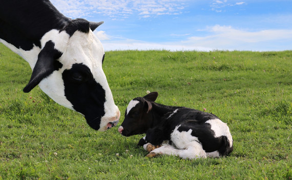 Cow and calf