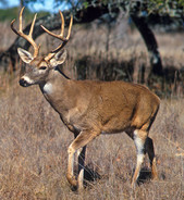 White Tail Deer courtesy of the USDA.