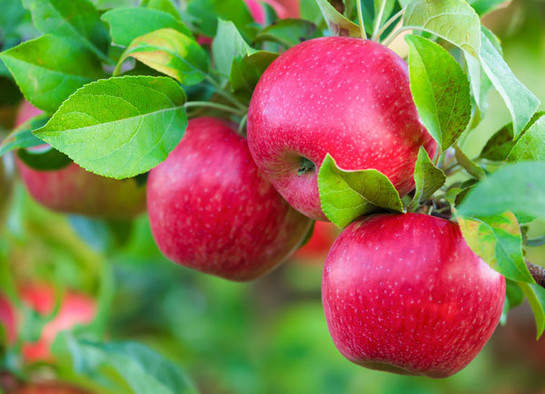 Honeycrisp apples, courtesy of Adobe Stock.