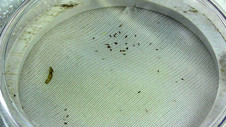 Tobacco thrips with Plant Armor. Courtesy of Grayson Cave of NC State.