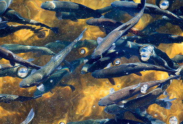 Aquaculture Research Program - image courtesy of Adobe Stock.