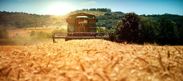 Wheat harvester in the field, image courtesy of Adobe Stock.