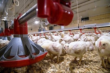 Chicken Research Aids in Cool-Off, image by Fred Miller-The Commercial, UA System Division of Agriculture.