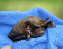 Florida bonneted bat courtesy of Florida Wildlife Center.