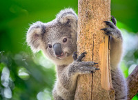 Koala in a tree, courtesy of Getty Images.