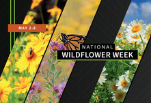 National Wildflower Week graphic, courtesy of NIFA. 
