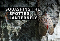 Squashing the Spread of the Spotted Lantern Fly graphic, courtesy of NIFA.