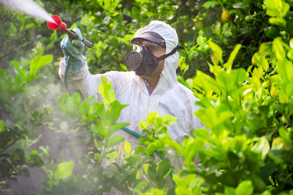 Spraying antibiotics on citrus-green infected trees