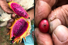 Kupa’a Farms in Maui examining dragon fruit (left) and coffee berry borers. Photos by Robin Boudwin.