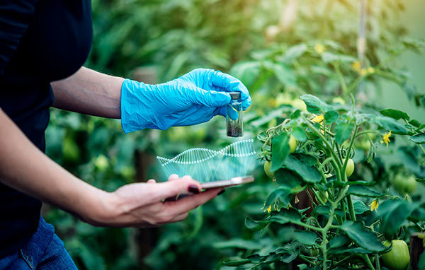Scientist testing for the presence of microorganisms, courtesy of Adobe Stock.