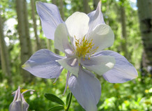 Shown is a Colorado blue columbine with pollen visible, courtesy of Getty Images.