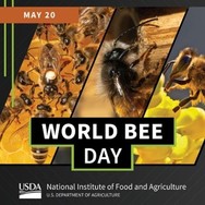 World Bee Day graphic, courtesy of NIFA.