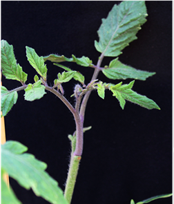 A red tomato shoot grown from a green stem of tomato plants. Photo courtesy of Alfred Huo, UF/IFAS.