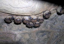 Little brown bats, courtesy of Nancy Heaslip/New York State Department of Environmental Conservation.