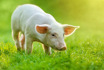 A young pig eating some grass, courtesy of Arizona State University.
