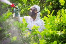 Spraying disease-infected trees with antibiotics. Courtesy of Getty Images.