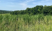 West Virginia University researchers study the resiliency of miscanthus. Photo courtesy of Jenni Kane, West Virginia University.