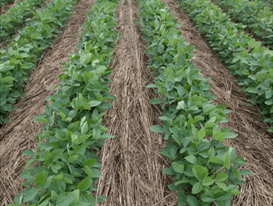 Soybeans growing in a field in Pennsylvania. Photo courtesy of Heidi Reed, Pennsylvania State University.