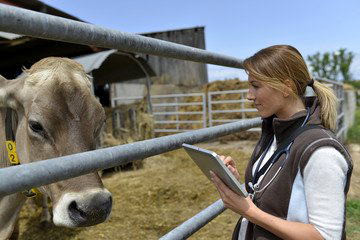 A veterinarian evaluates a cow. Photo courtesy of Adobe Stock.