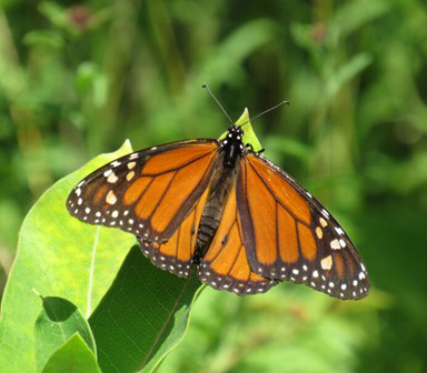 A monarch butterfly rests on a leaf. Photo courtesy of Pat Davis and the University of Georgia.