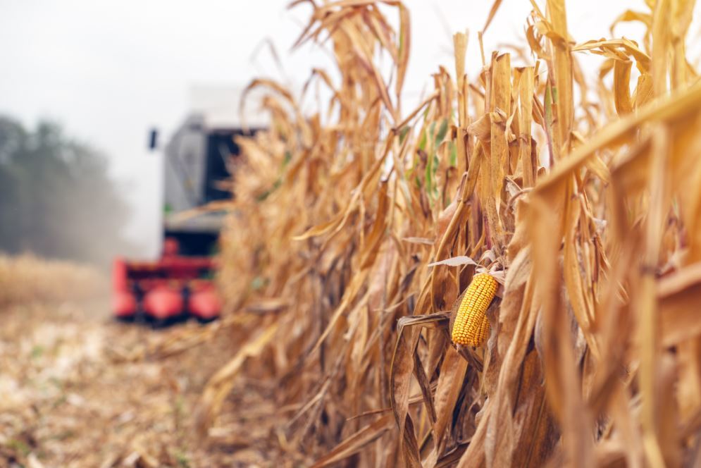 A single ear of corn in a field of corn hanging from dried corn stalks, with a harvester in the background.