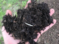 three-year-old leaf mold compost courtesy of Kyle Richardville with Purdue University