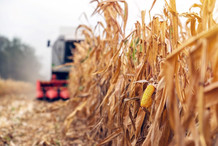A farmer harvests corn. Photo courtesy of Adobe Stock.