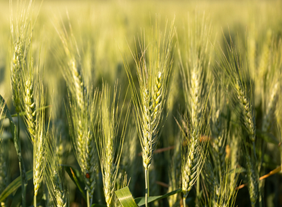 MN-Rothsay, a new hard red spring wheat. Photo courtesy of the University of Minnesota. 