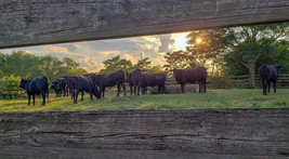 Cattle operation in Culloden, Georgia, courtesy of Silo Springs Ranch and the University of Georgia Cooperative Extension.