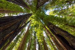Sequoia trees, courtesy of Adobe Stock.