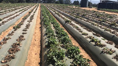 Resistant variety strawberries planted amid cultivars susceptible to Fusarium wilt, courtesy of Glenn Cole/UC Davis.