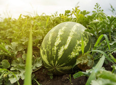 Watermelon in a field, courtesy of Adobe Stock.