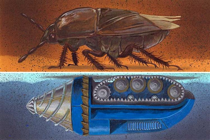 The peanut burrower bug, Illustration courtesy of the University of Georgia’s Jay B. Bauer.